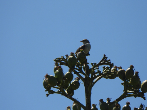 Madagascar Cisticola (Cisticola cherina), photo 10
