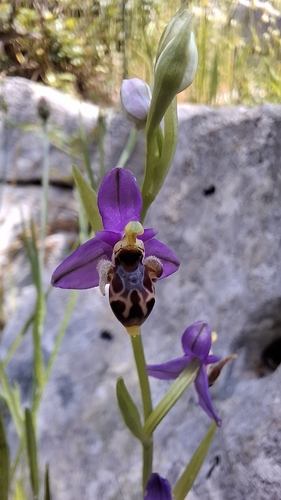 Horned Orchid