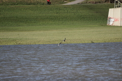Haematopus ostralegus
