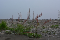 Rumex aquaticus protractus