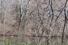 Ardea herodias herodias