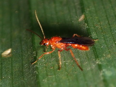 Ectatomminae