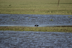 Haematopus ostralegus