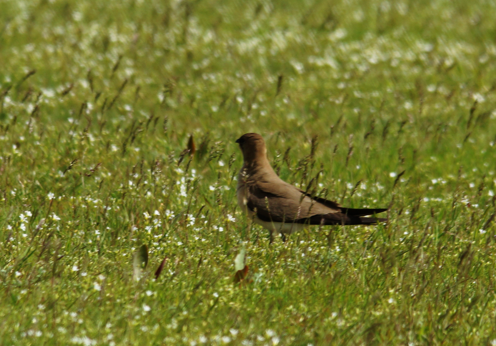 Black-winged Pratincole (Glareola nordmanni), photo 4