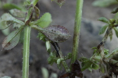 Leptotrochila verrucosa