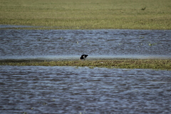 Haematopus ostralegus