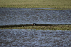 Haematopus ostralegus