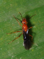 Ectatomminae