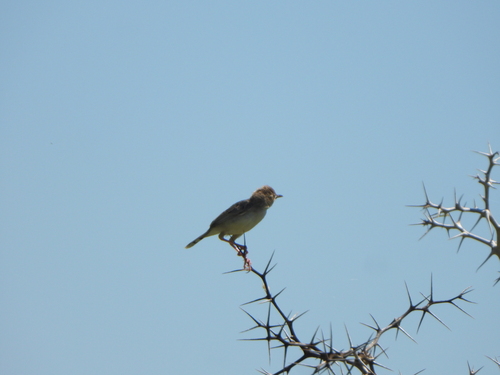 Madagascar Cisticola (Cisticola cherina), photo 5