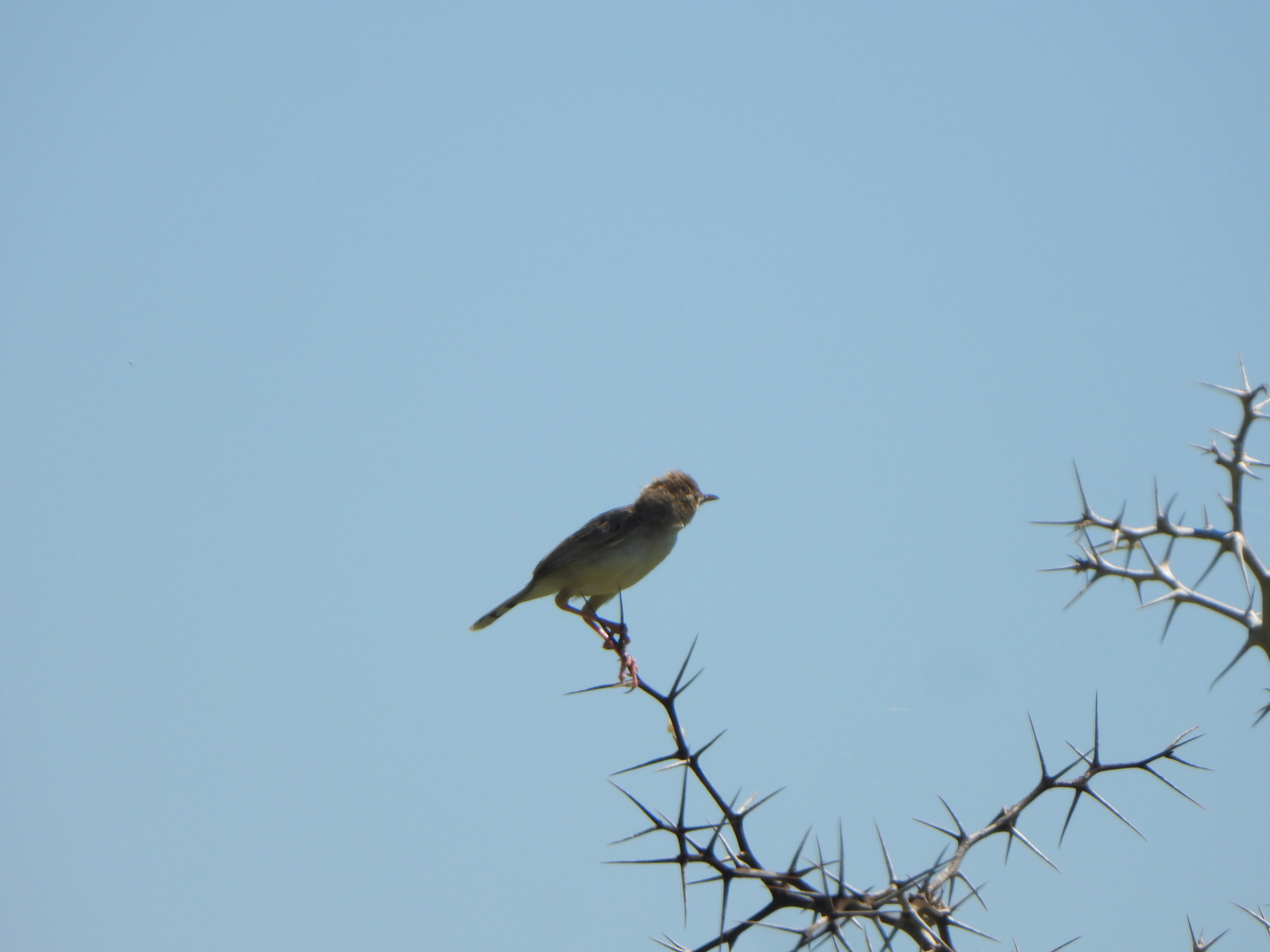 Madagascar Cisticola (Cisticola cherina), photo 6