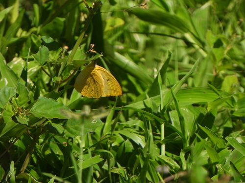 Madagascar migrant