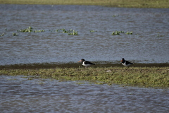 Haematopus ostralegus