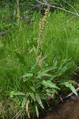 Rumex aquaticus protractus