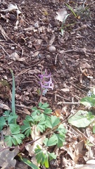 Corydalis paczoskii