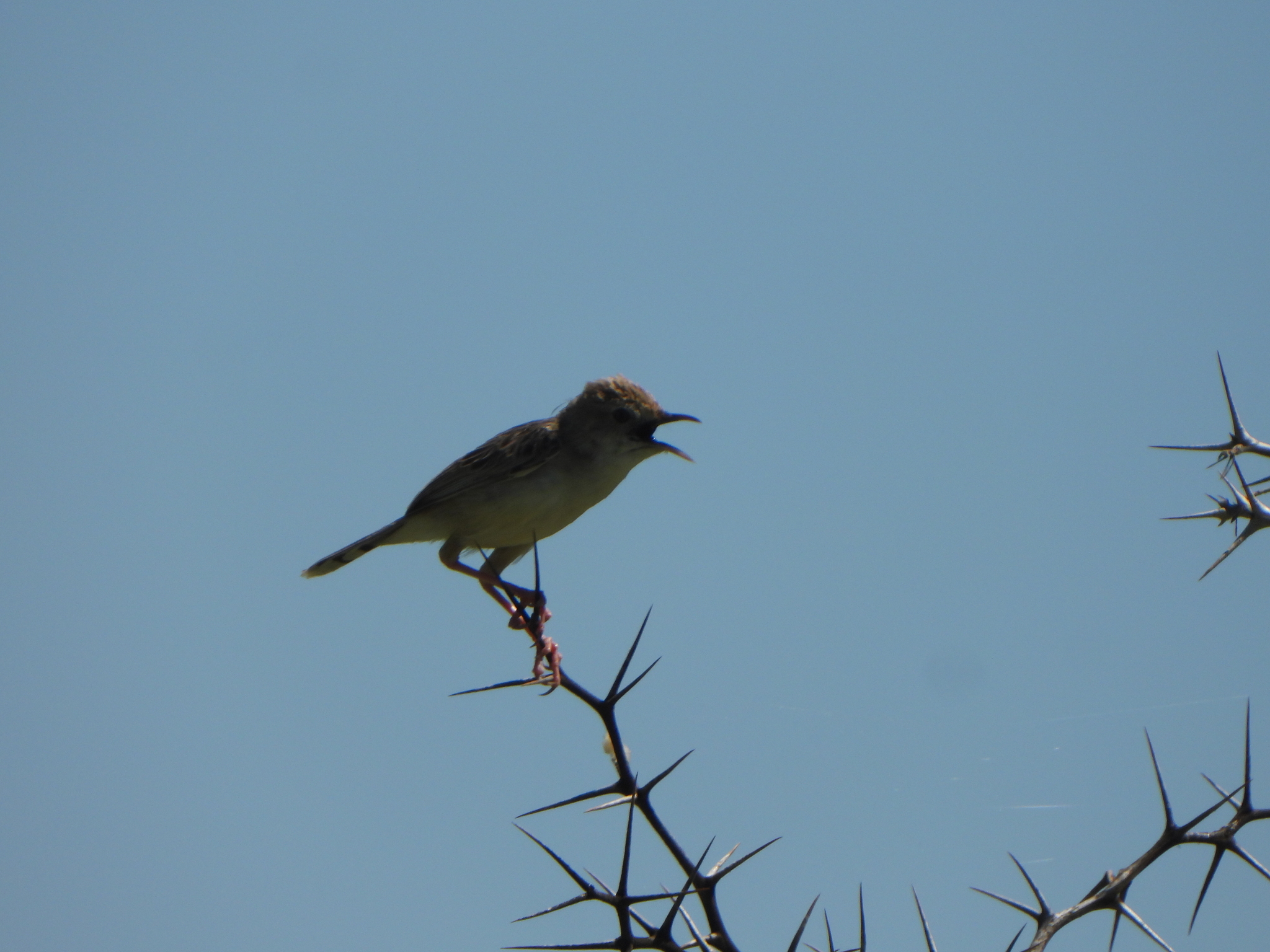 Madagascar Cisticola (Cisticola cherina), photo 5