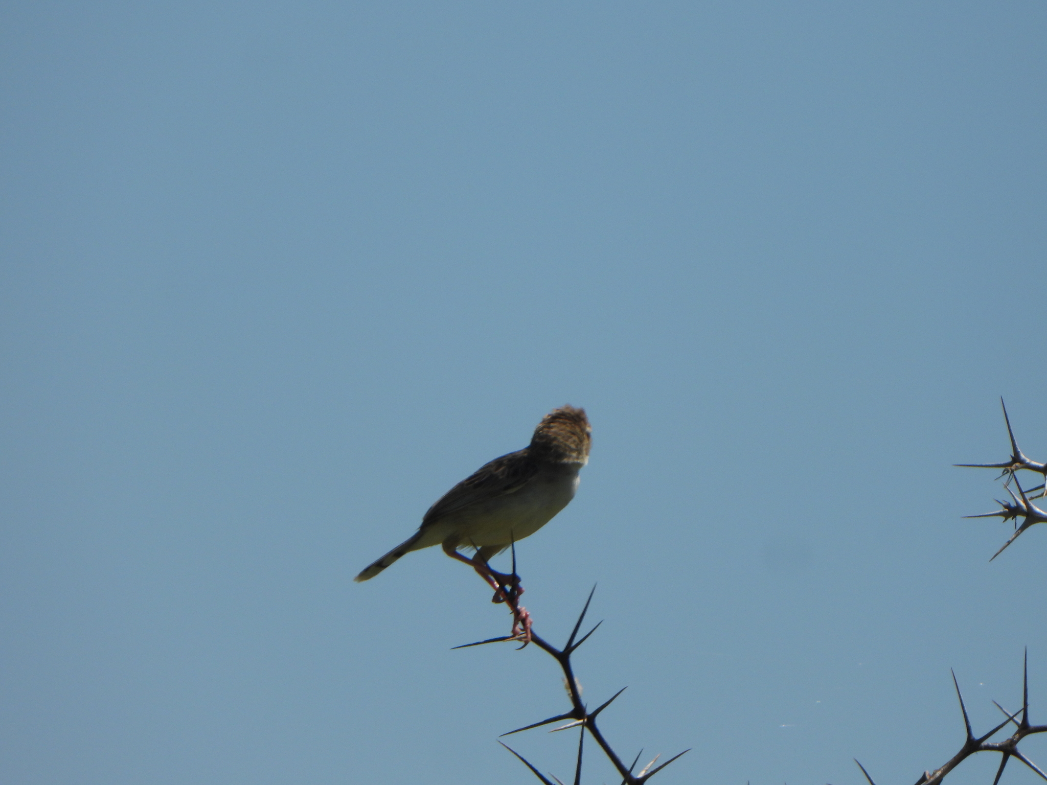 Madagascar Cisticola (Cisticola cherina), photo 7