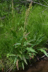 Rumex aquaticus protractus
