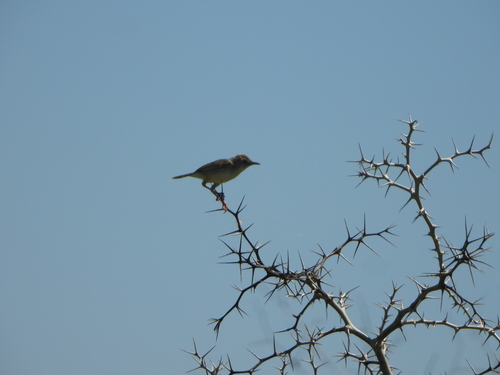 Madagascar Cisticola (Cisticola cherina), photo 7
