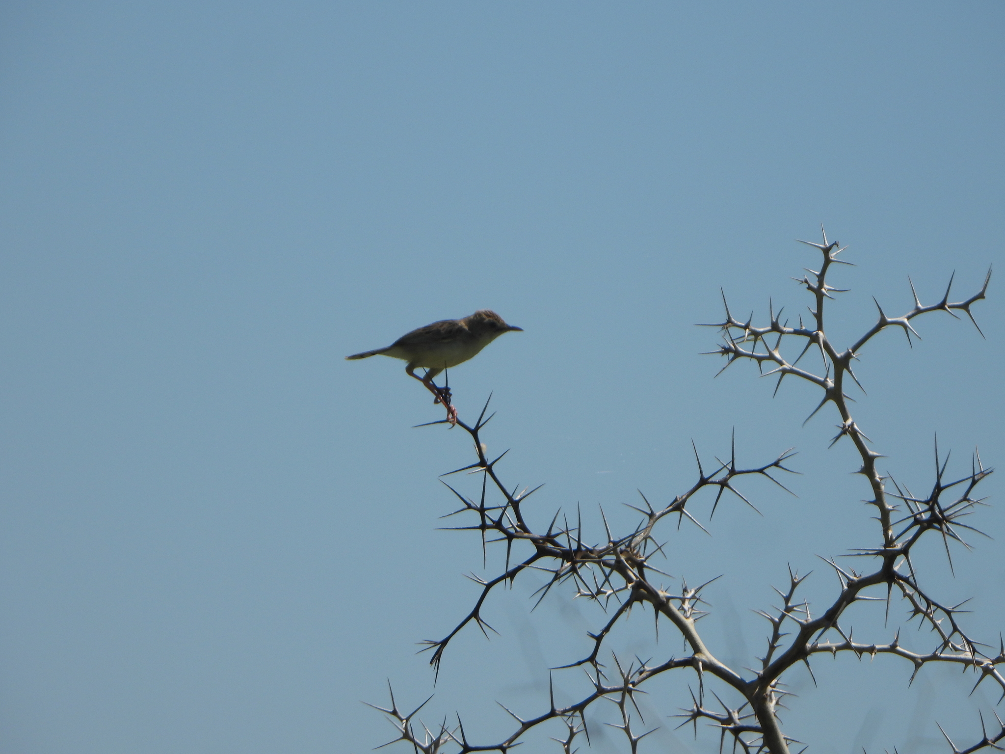 Madagascar Cisticola (Cisticola cherina), photo 8