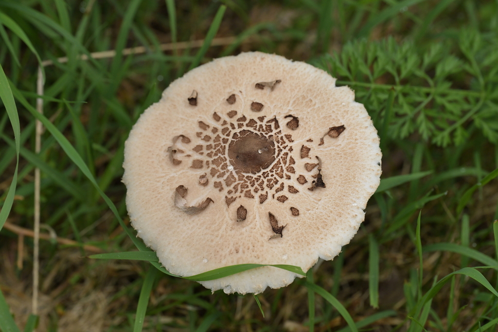 Macrolepiota clelandii · October 2025 · photo: © christopherstephens (iNaturalist, cc-by)