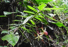 Columnea rubricaulis
