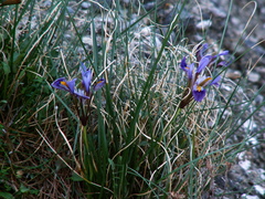 Iris unguicularis cretensis