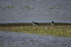 Haematopus ostralegus