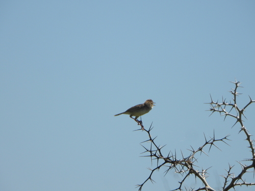 Madagascar Cisticola (Cisticola cherina), photo 8