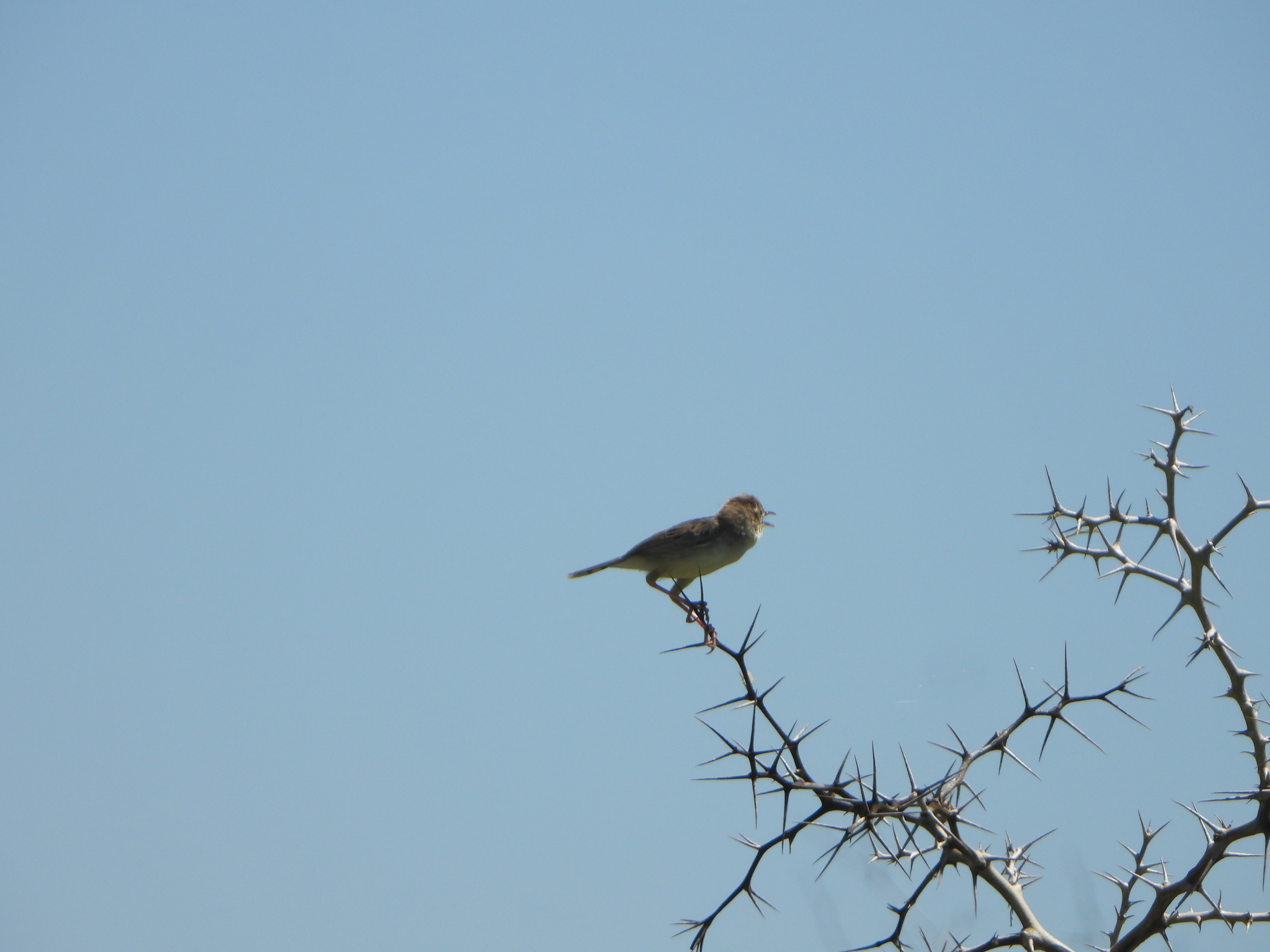 Madagascar Cisticola (Cisticola cherina), photo 9