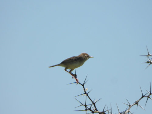 Madagascar Cisticola (Cisticola cherina), photo 9