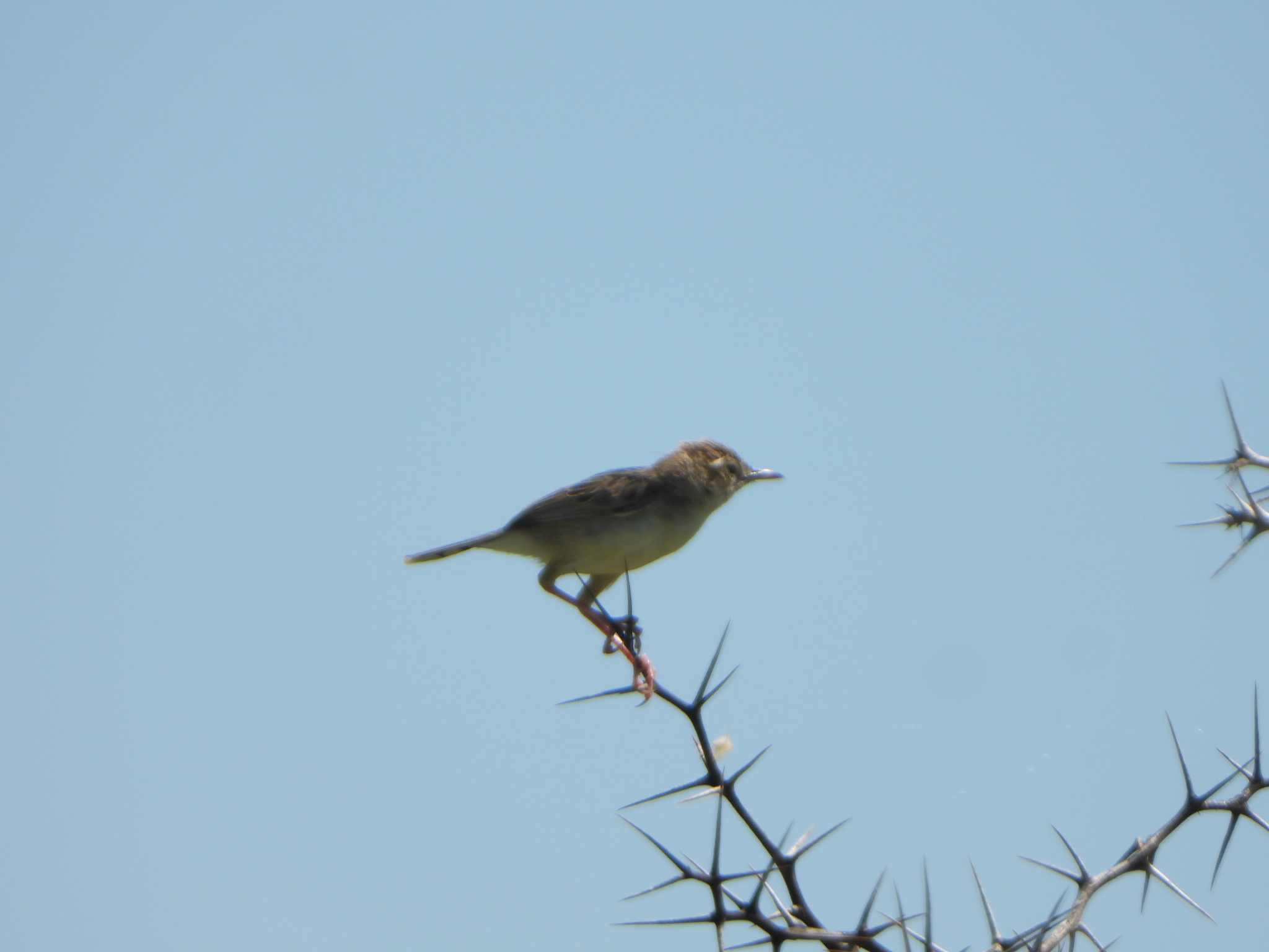Madagascar Cisticola (Cisticola cherina), photo 10