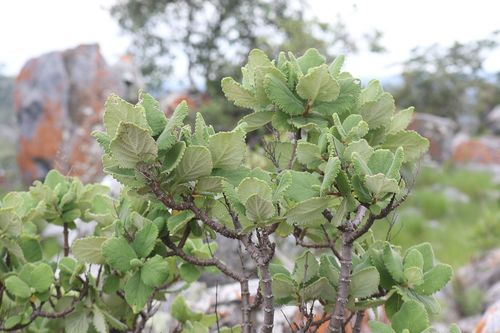 Tetradenia discolor