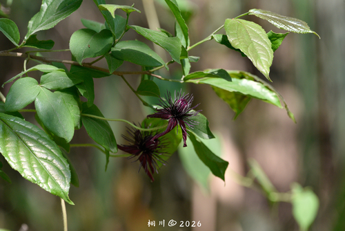 Clematis hancockiana