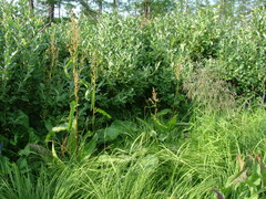Rumex aquaticus protractus