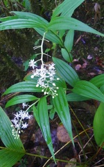 Maianthemum flexuosum