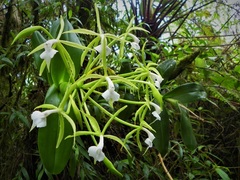 Epidendrum lacustre
