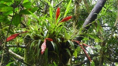 Tillandsia multicaulis