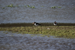 Haematopus ostralegus