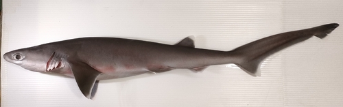 Bigeye sixgill shark (Hexanchus nakamurai) — Hexanchidae
