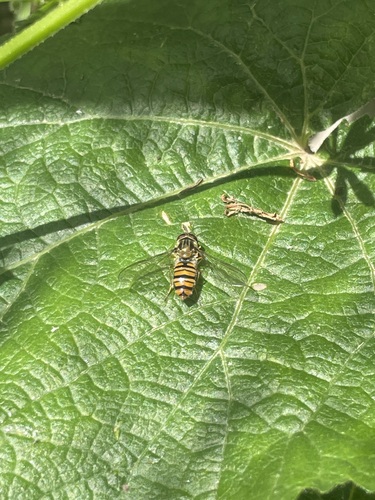 Marmalade Hover Fly