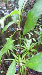 Palicourea axillaris