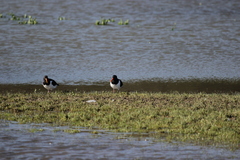 Haematopus ostralegus