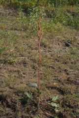 Rumex aquaticus protractus
