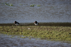 Haematopus ostralegus