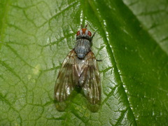 Otites guttata