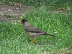 Turdus falcklandii
