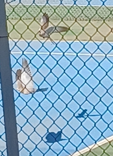 Avistamiento Streptopelia decaocto