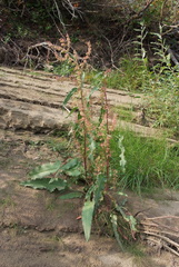 Rumex aquaticus protractus