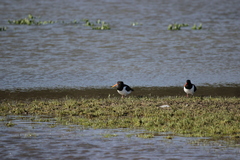Haematopus ostralegus