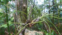 Tillandsia butzii